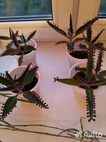 Каланхоэ лечебный