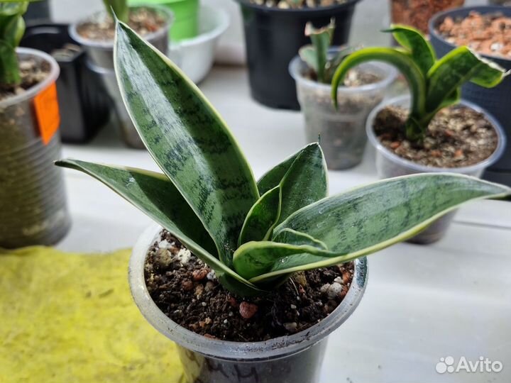 Сансевиерия