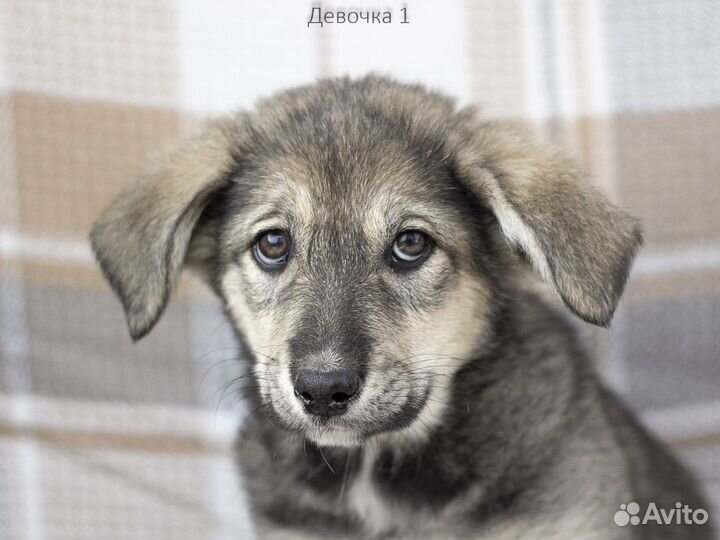 Девочка в добрые руки