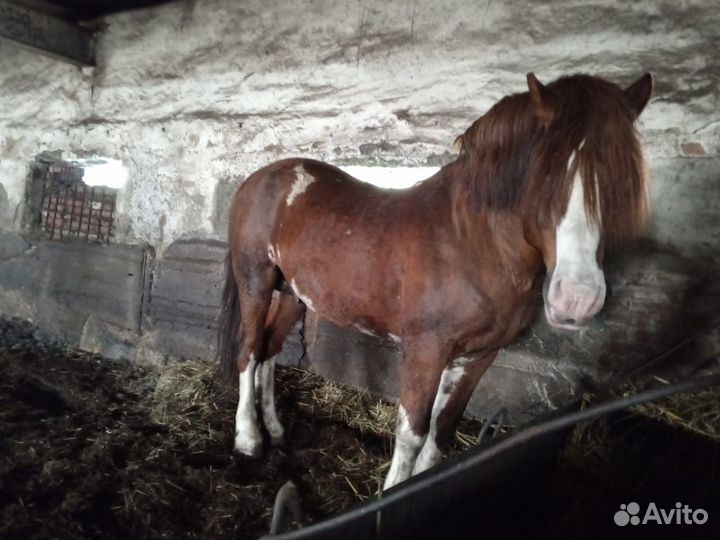Жеребец полутяж. Обмен