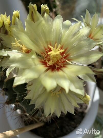 Кактус телокактус