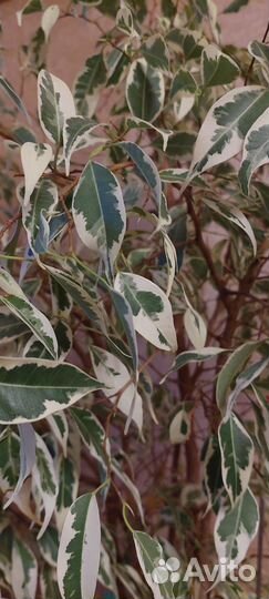 Фикус бенджамина