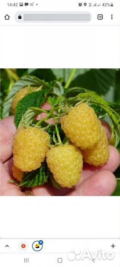 Саженцы желтой малины