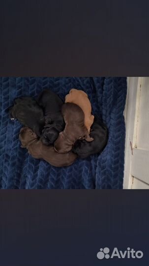 Щенки английского кокер спаниеля