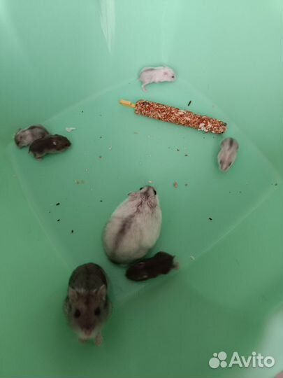 Сунгурский хомяк (Джунгарик)