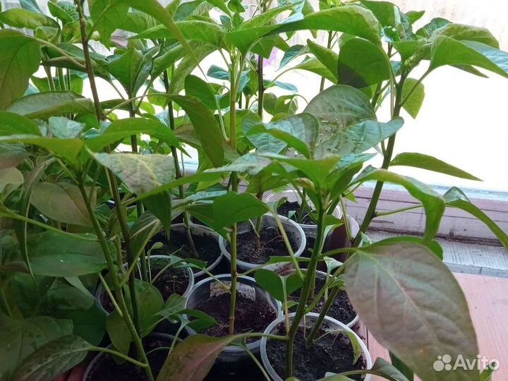 Рассада сладкого перца