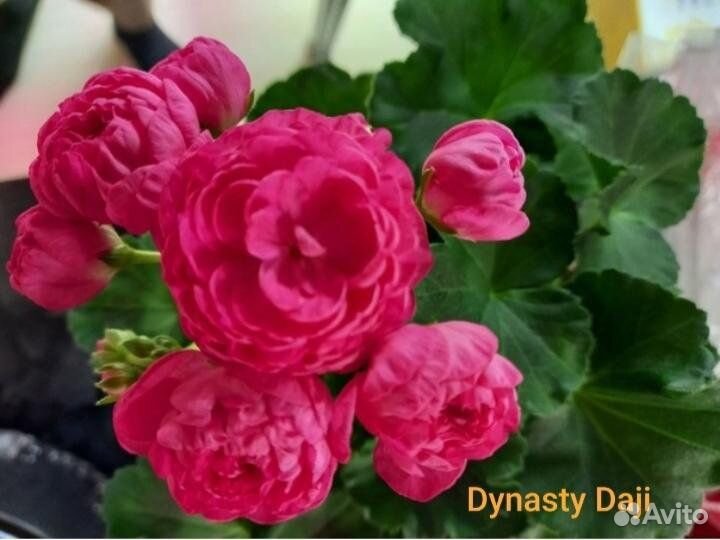 Пеларгония герань сортовая