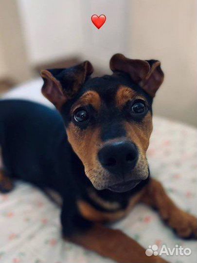 Передержка собак и кошек