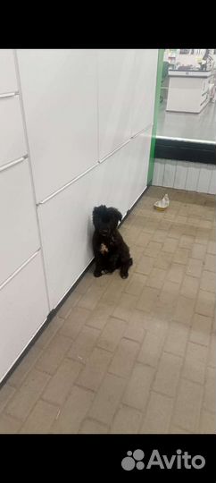 Щеночек в добрые руки