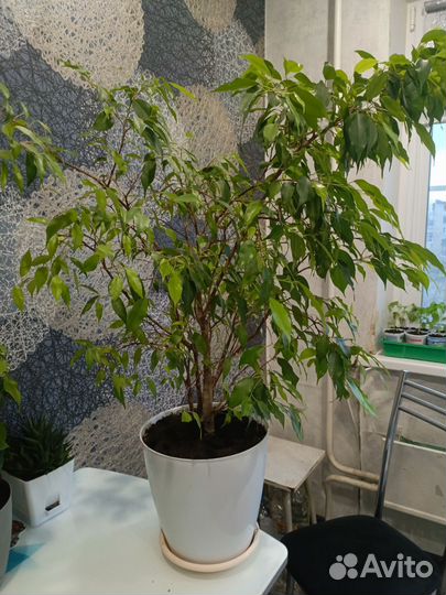 Фикус бенджамина