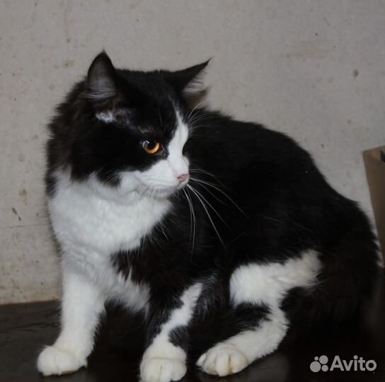 Котики в добрые руки бесплатно