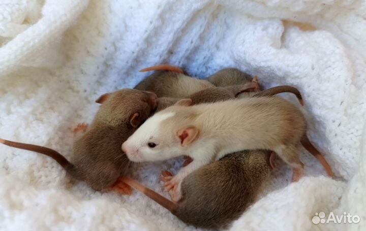 Крыса Дамбо