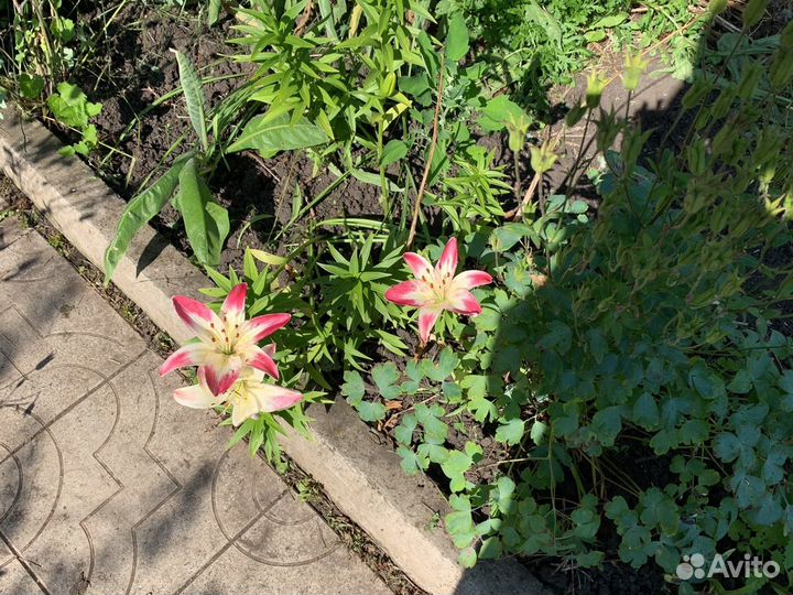 Лилии луковицы Лилейники