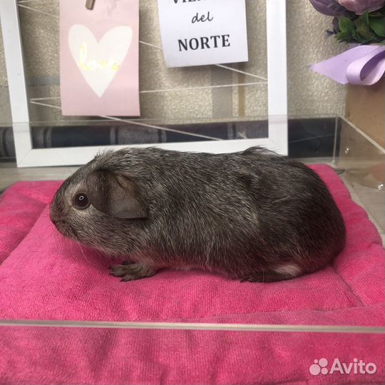 Морская свинка калифорния мальчик