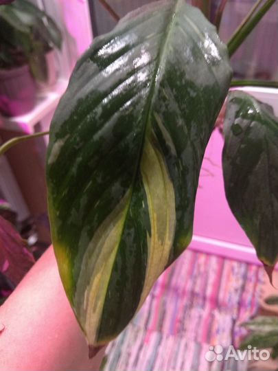 Спатифиллум Домино