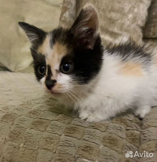 Котенок девочка в добрые руки