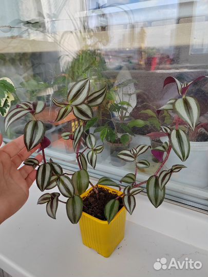 Традесканция зебрина