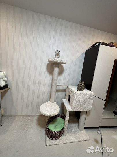 Когтеточка с домиком бу