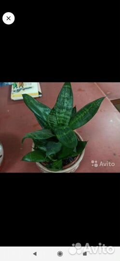 Сансевиерия Голден Ханни, Ханни Крео, Лауренти