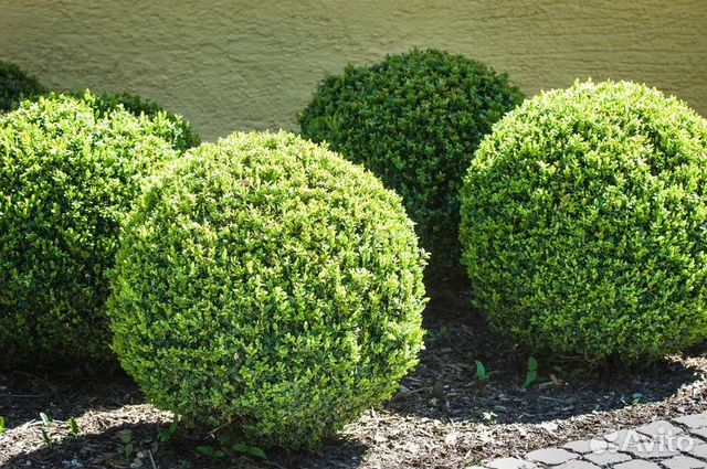 Бирючина живая изгородь