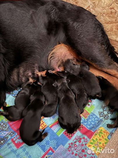 Щенки ротвейлера