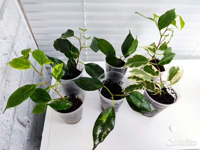 Черенки фикусов и спатифиллум пестролистный