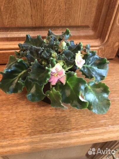 Фиалочка химера DS Лавандовая сказка