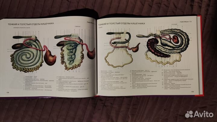 Атлас анатомии домашних животных. Осипов И.П