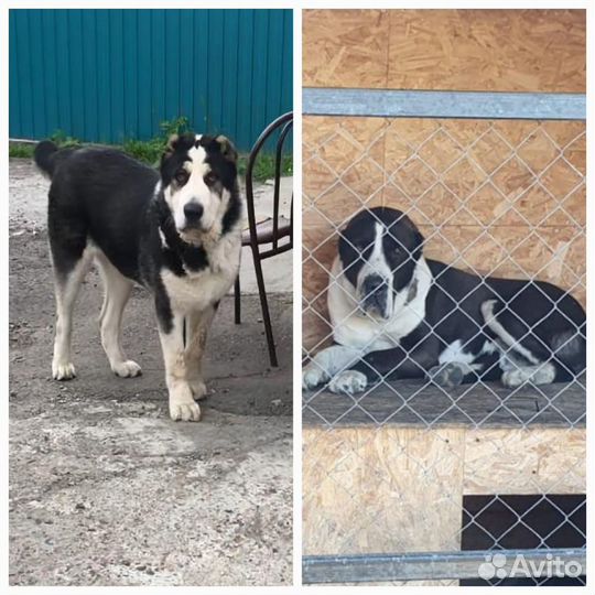 Щенки сао алабай