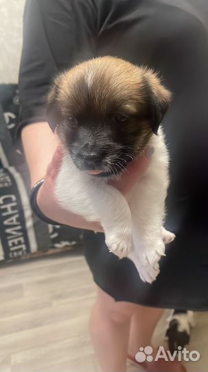 Продам щенков Джек Рассел терьер