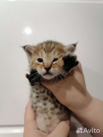 Пиксибоб котята рысята