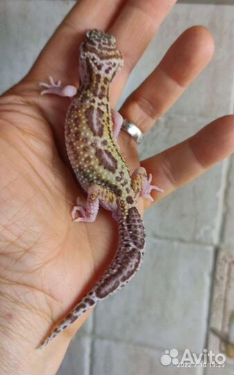 Эублефары домашнего разведения