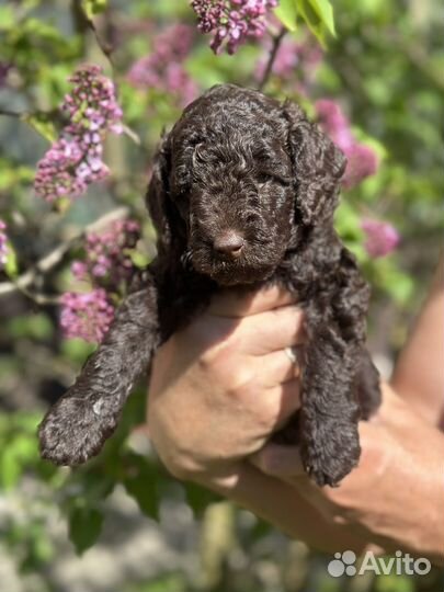 Щенки малого пуделя