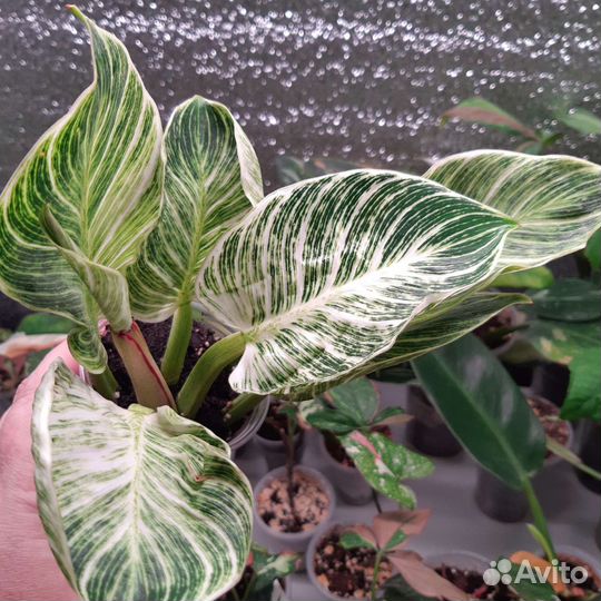 Филодендрон Биркин