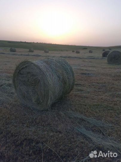 Продам сено в рулонах
