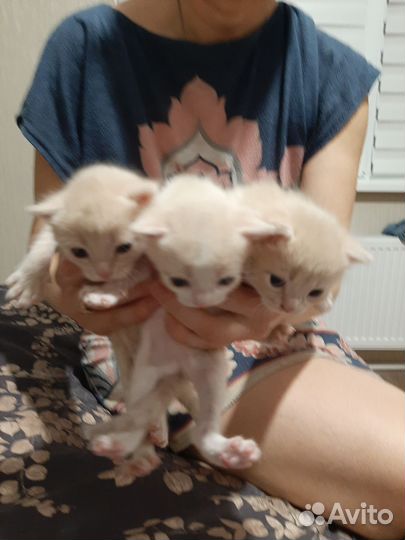 Британские котята