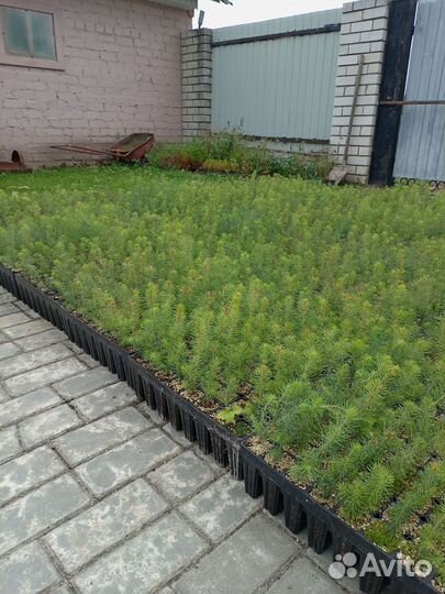 Сеянцы ели зкс