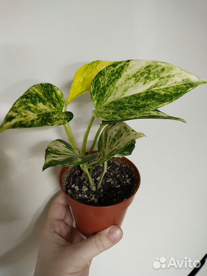 Хлорофитум