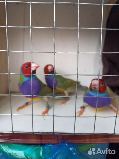 Амадины гульда