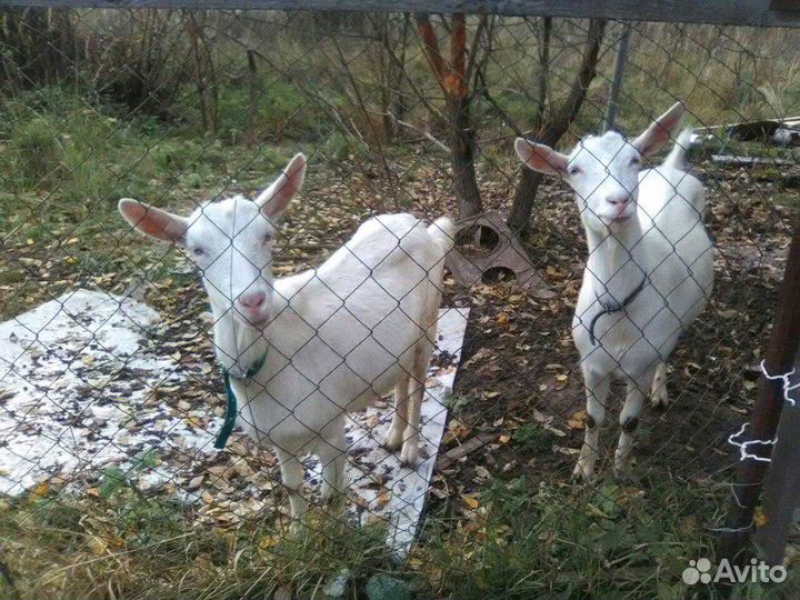 Козье молочко,творог,сыр,деревенские яички