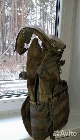 Плитник мох