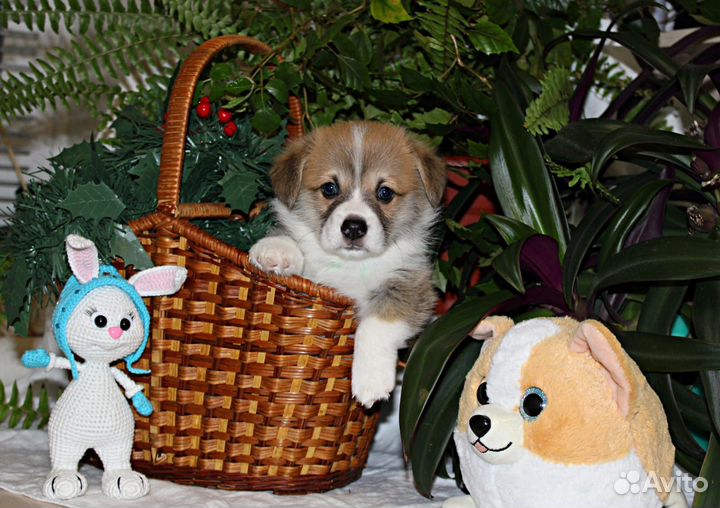 Щенки корги