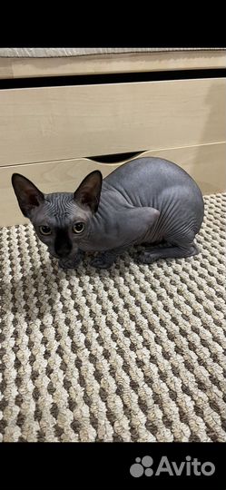 Канадский сфинкс котенок