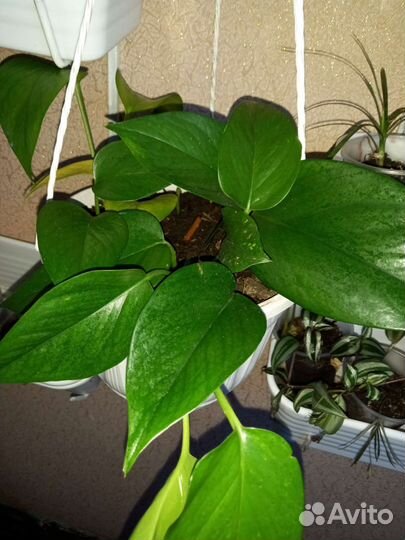 Сциндапсус