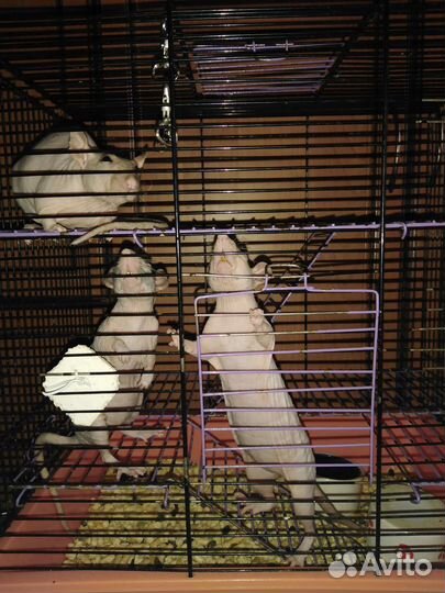 Три крысы сфинкс