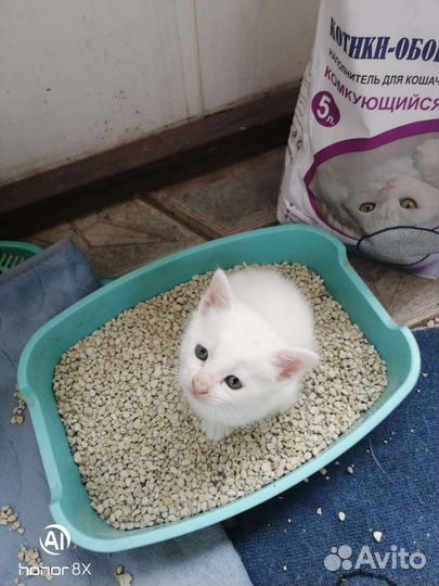 Котята в добрые руки бесплатно