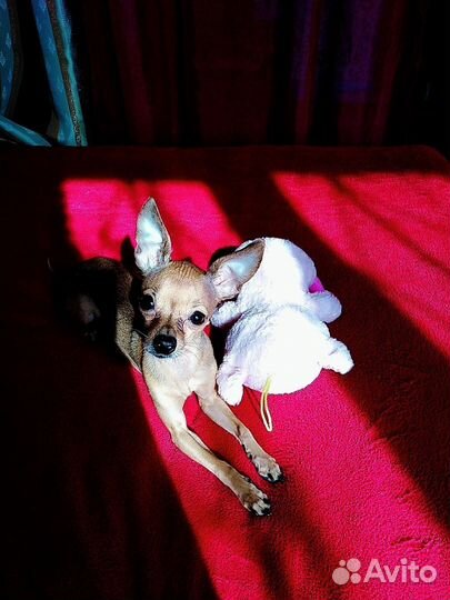 Мини той-терьер