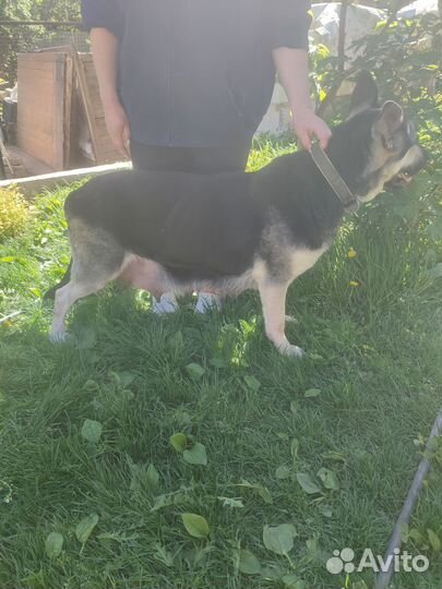 Щенки восточноевропейской овчарки