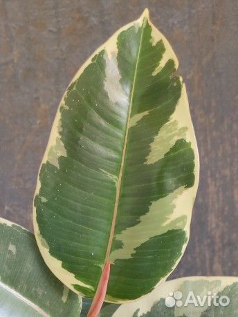 Фикус эластика Тинеке