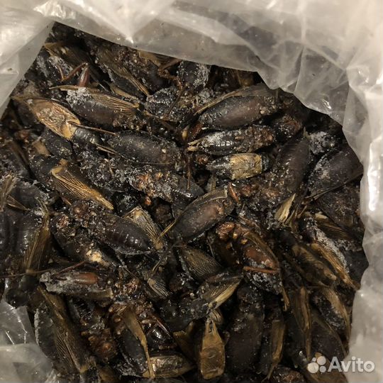 Кормовые замороженные сверчки